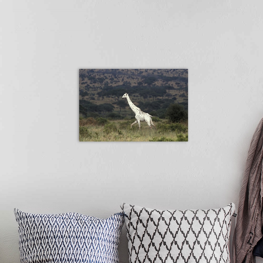 A bohemian room featuring Large photo print on canvas of a white Giraffe walking through a field.