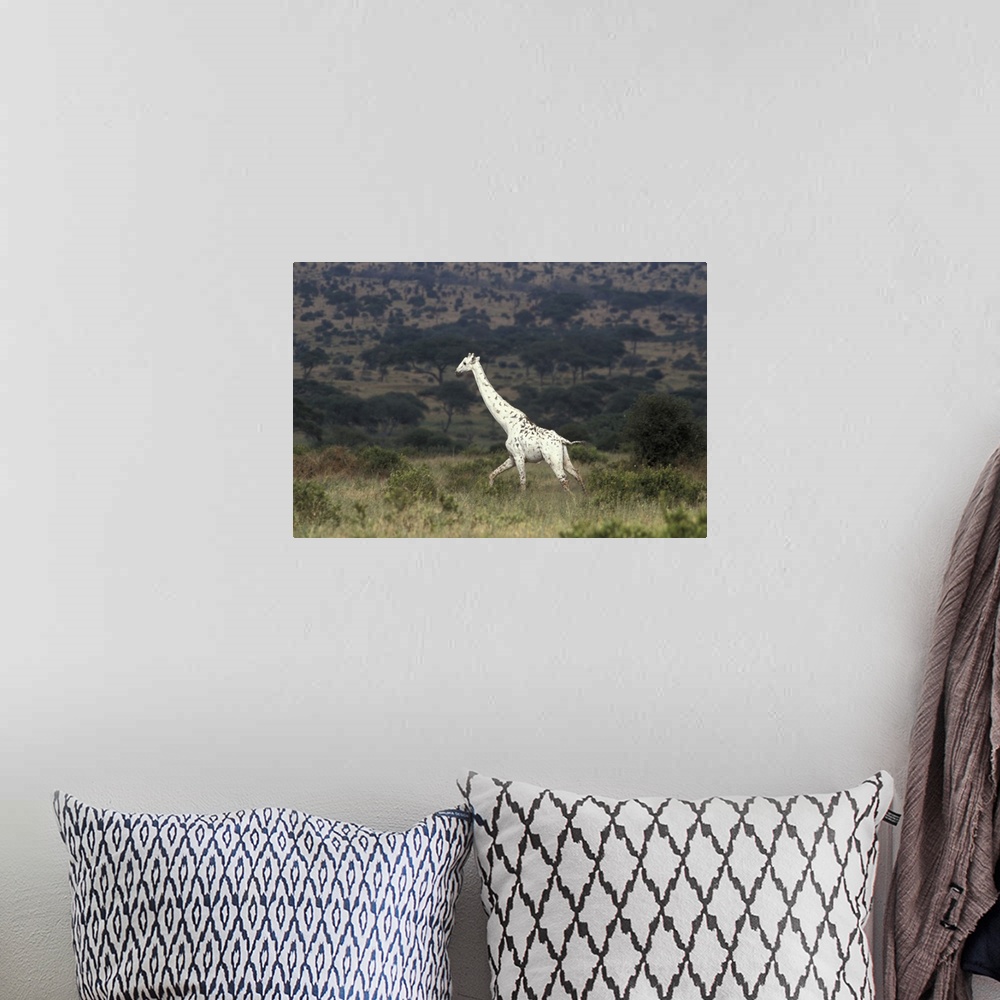 A bohemian room featuring Large photo print on canvas of a white Giraffe walking through a field.
