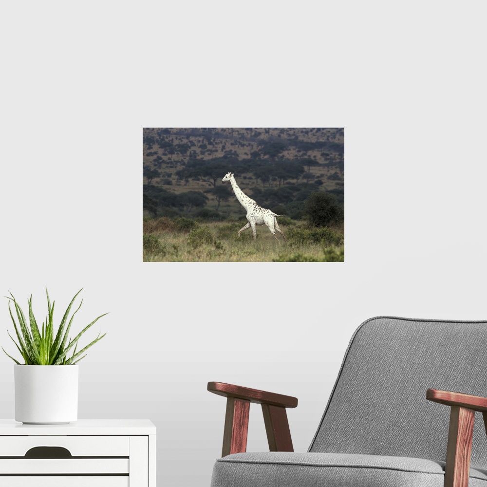 A modern room featuring Large photo print on canvas of a white Giraffe walking through a field.
