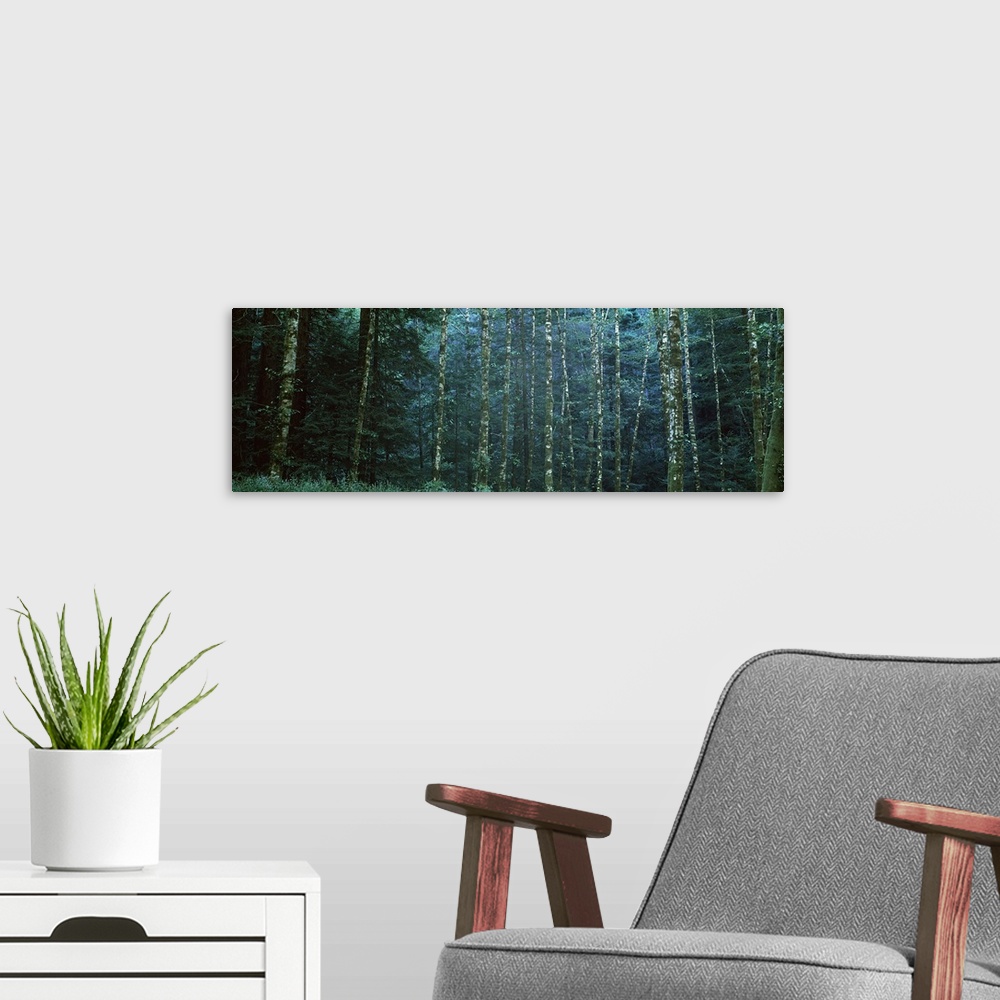 A modern room featuring Alders among the redwoods, Mendocino County, California, USA
