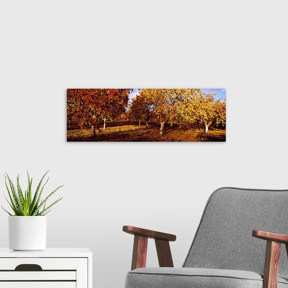 A modern room featuring Almond Trees during autumn in an orchard, California