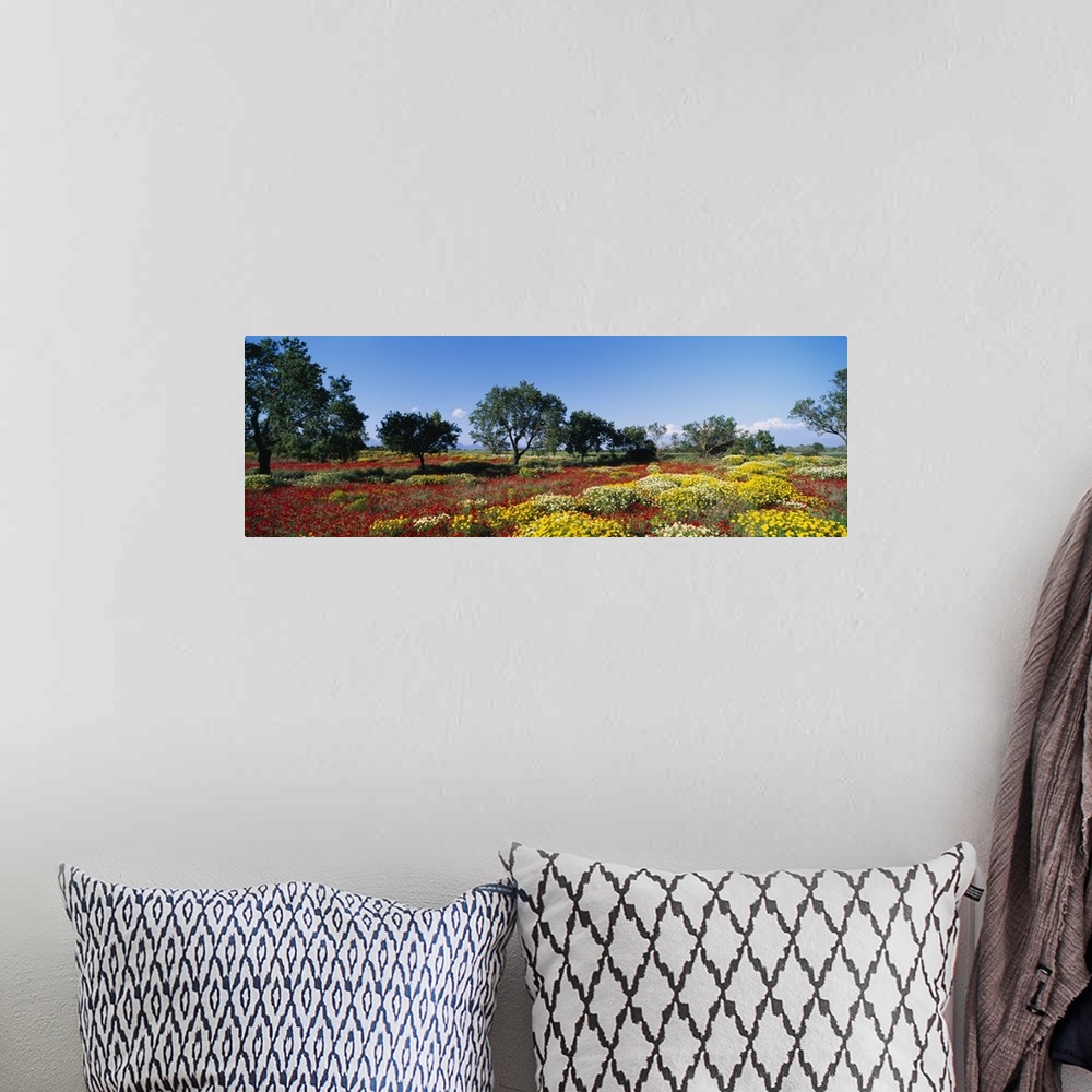 A bohemian room featuring Almond trees in a field, Poppy Meadow, Majorca, Spain