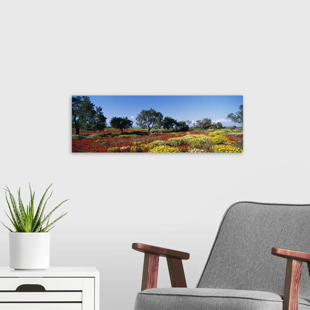 A modern room featuring Almond trees in a field, Poppy Meadow, Majorca, Spain