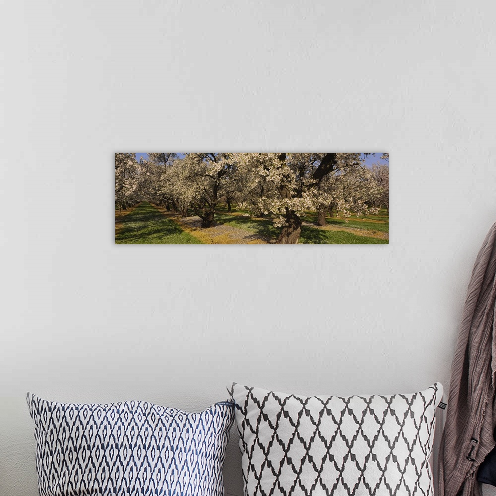 A bohemian room featuring Almond trees in a park, Sacramento Valley, California