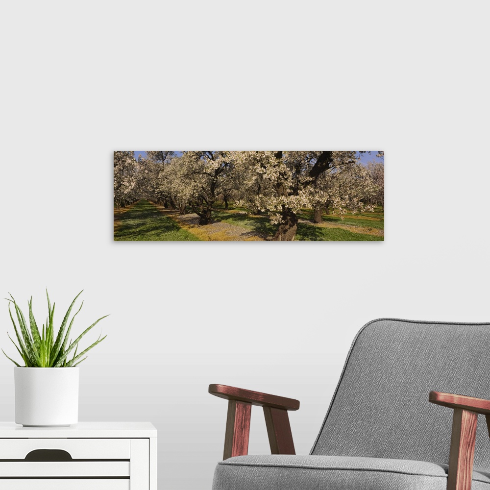A modern room featuring Almond trees in a park, Sacramento Valley, California