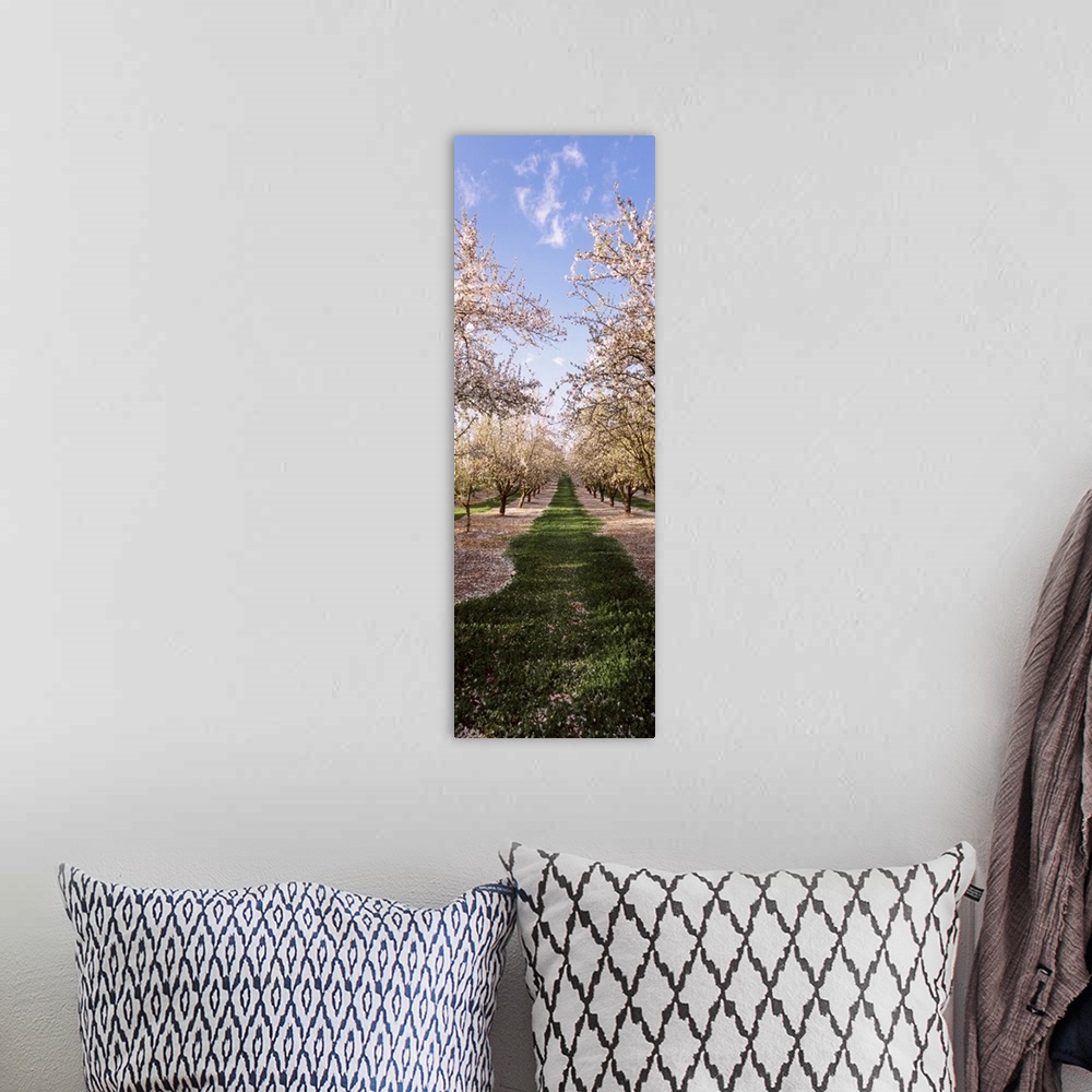 A bohemian room featuring This is a vertical photograph of flowering trees in rows in this nature photograph.
