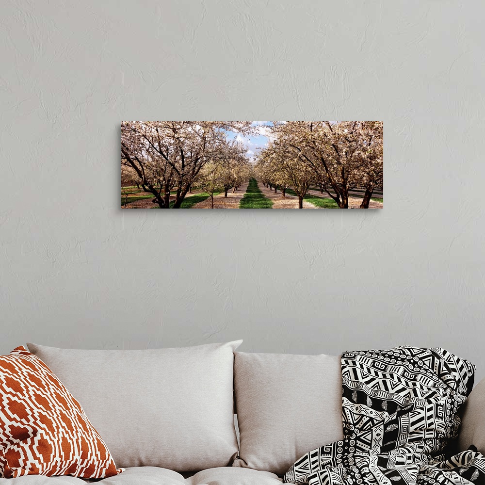 A bohemian room featuring This panoramic shaped wall art is a photograph capturing the view down an avenue of trees covered...