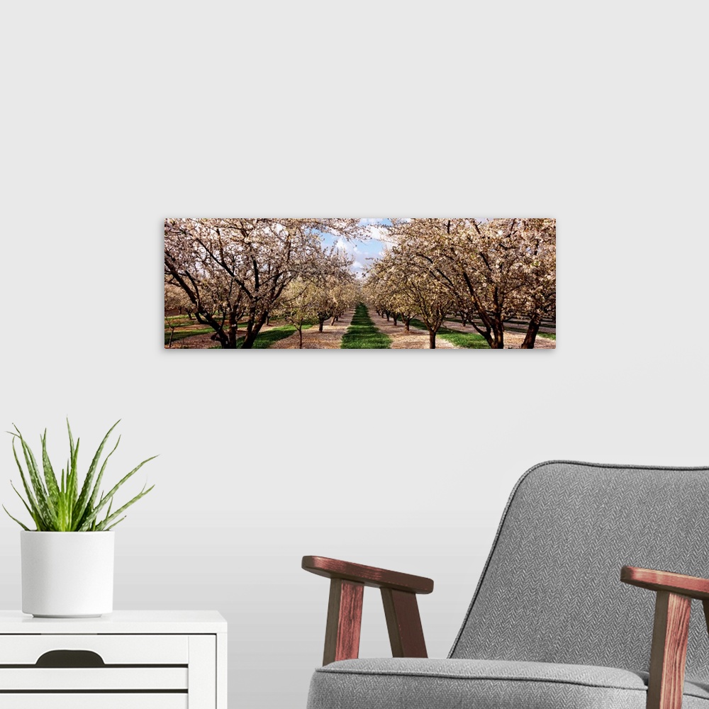 A modern room featuring This panoramic shaped wall art is a photograph capturing the view down an avenue of trees covered...