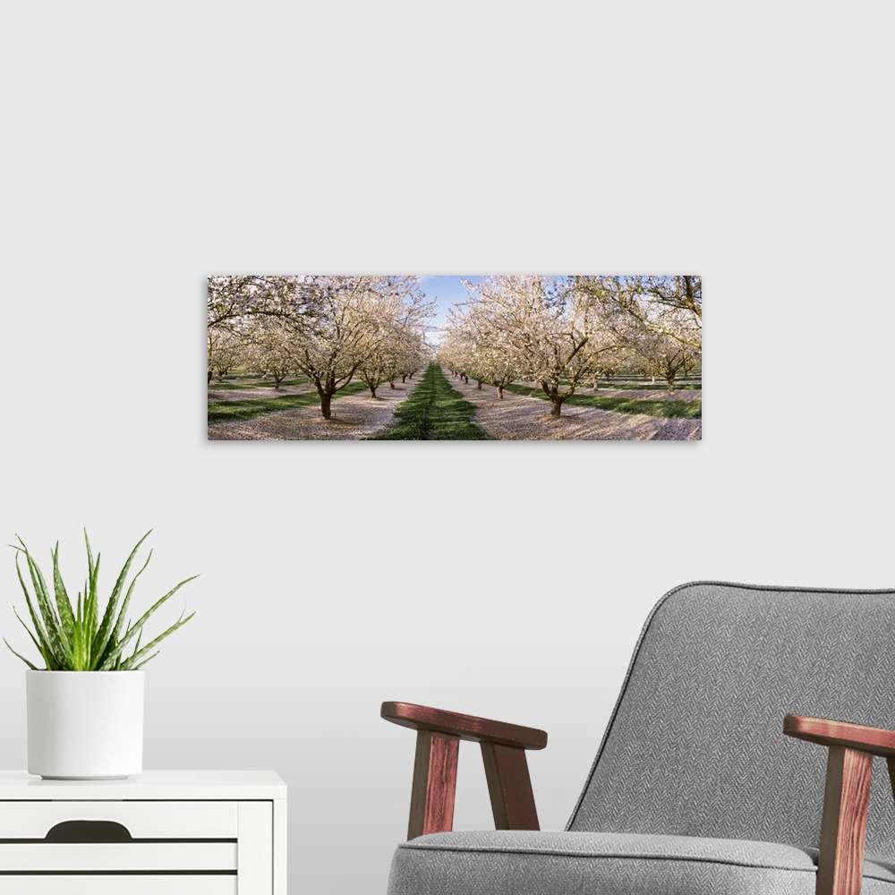 A modern room featuring Almond trees in an orchard, Central Valley, California,