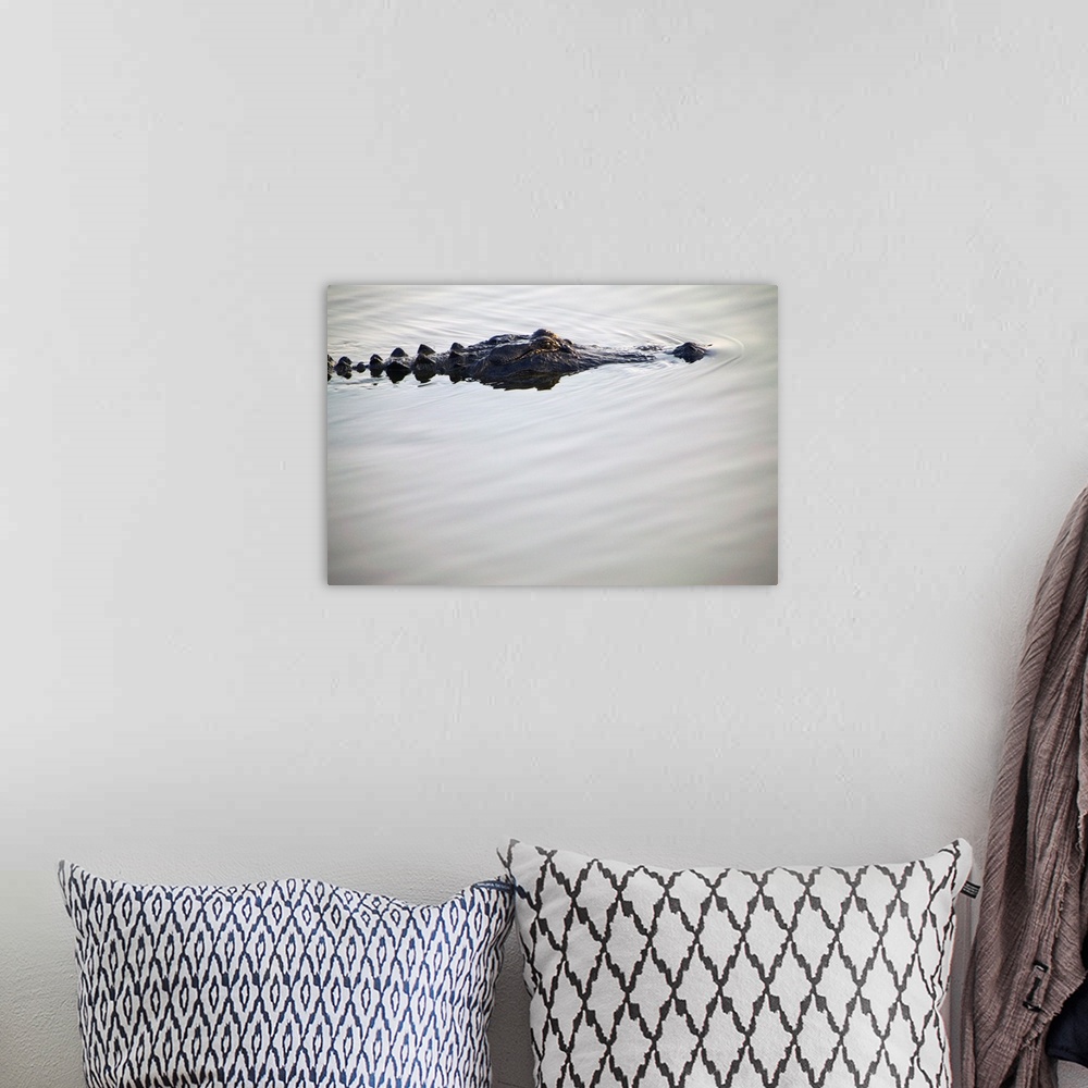 A bohemian room featuring American alligator (Alligator mississippiensis) on smooth water, portrait profile, South Carolina