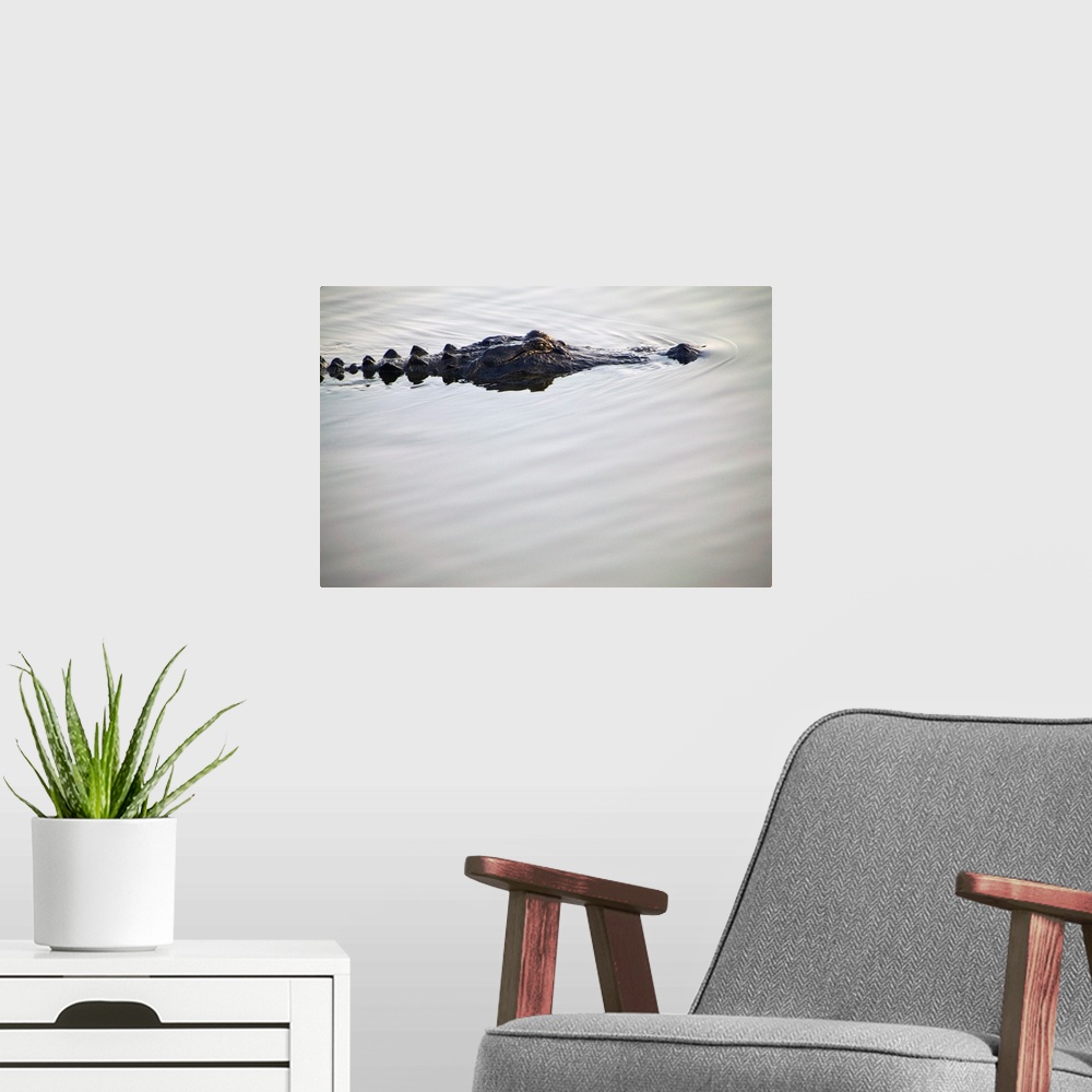 A modern room featuring American alligator (Alligator mississippiensis) on smooth water, portrait profile, South Carolina