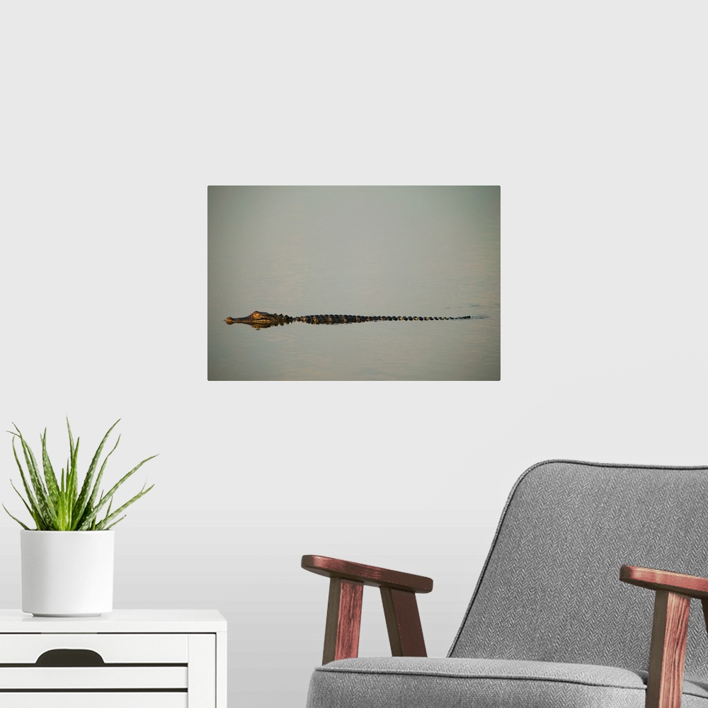 A modern room featuring American alligator (Alligator mississippiensis) on smooth water, profile, South Carolina