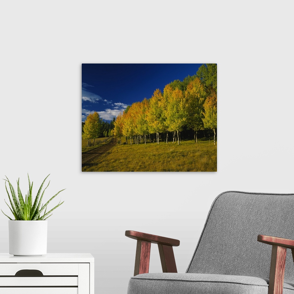 A modern room featuring Large, landscape photograph of a dirt road alongside a forest of autumn colored aspen trees, bene...