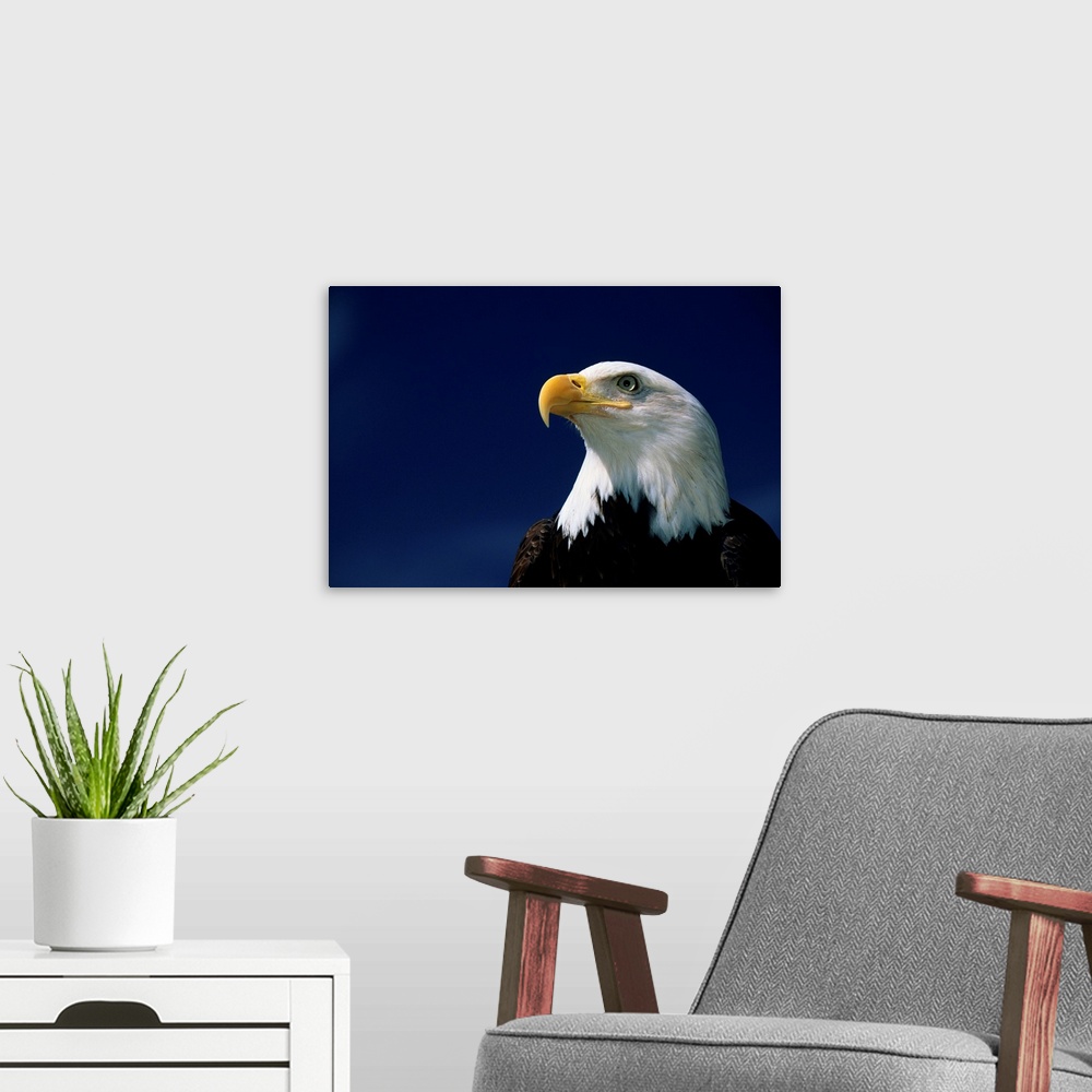 A modern room featuring American Bald Eagle