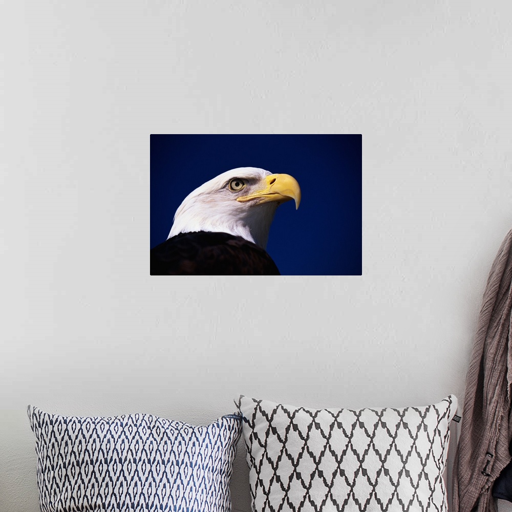 A bohemian room featuring American Bald Eagle