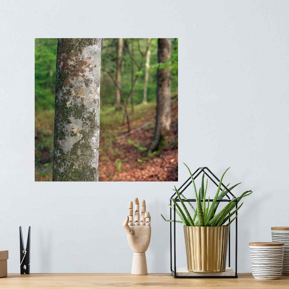 A bohemian room featuring American beech tree trunk, selective focus, Kistachie National Forest, Louisiana