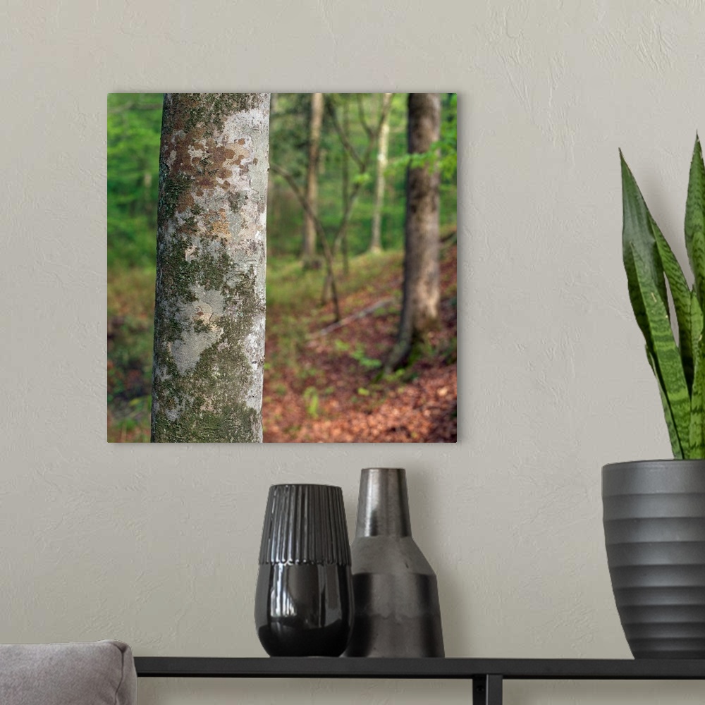 A modern room featuring American beech tree trunk, selective focus, Kistachie National Forest, Louisiana