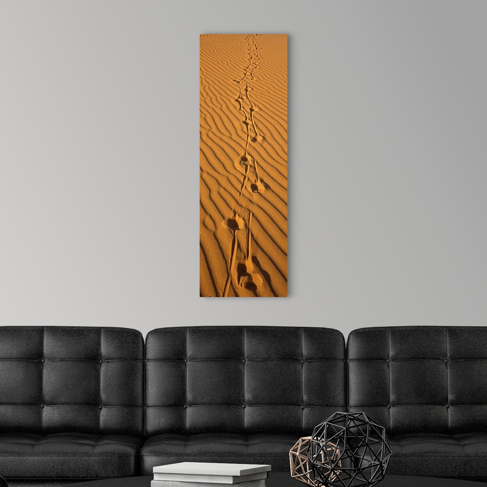 A modern room featuring Animal tracks on sand dune Namibia