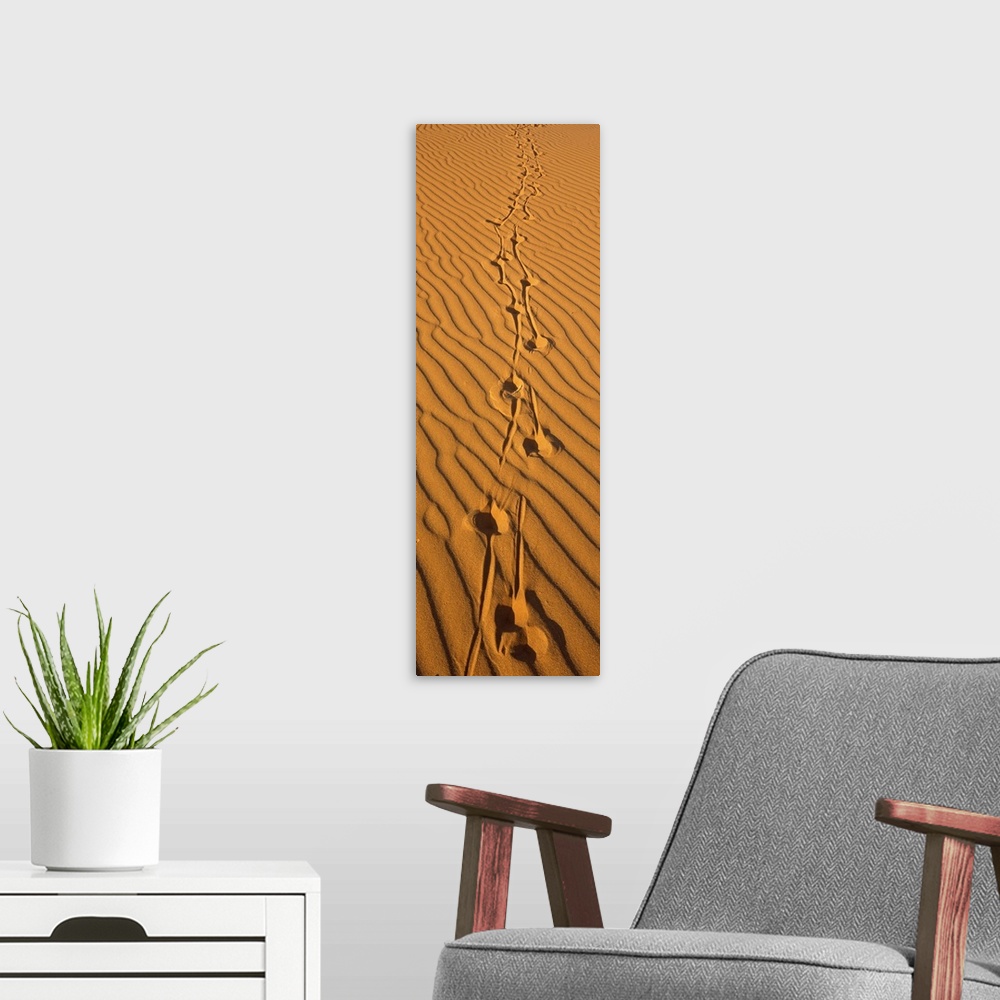 A modern room featuring Animal tracks on sand dune Namibia