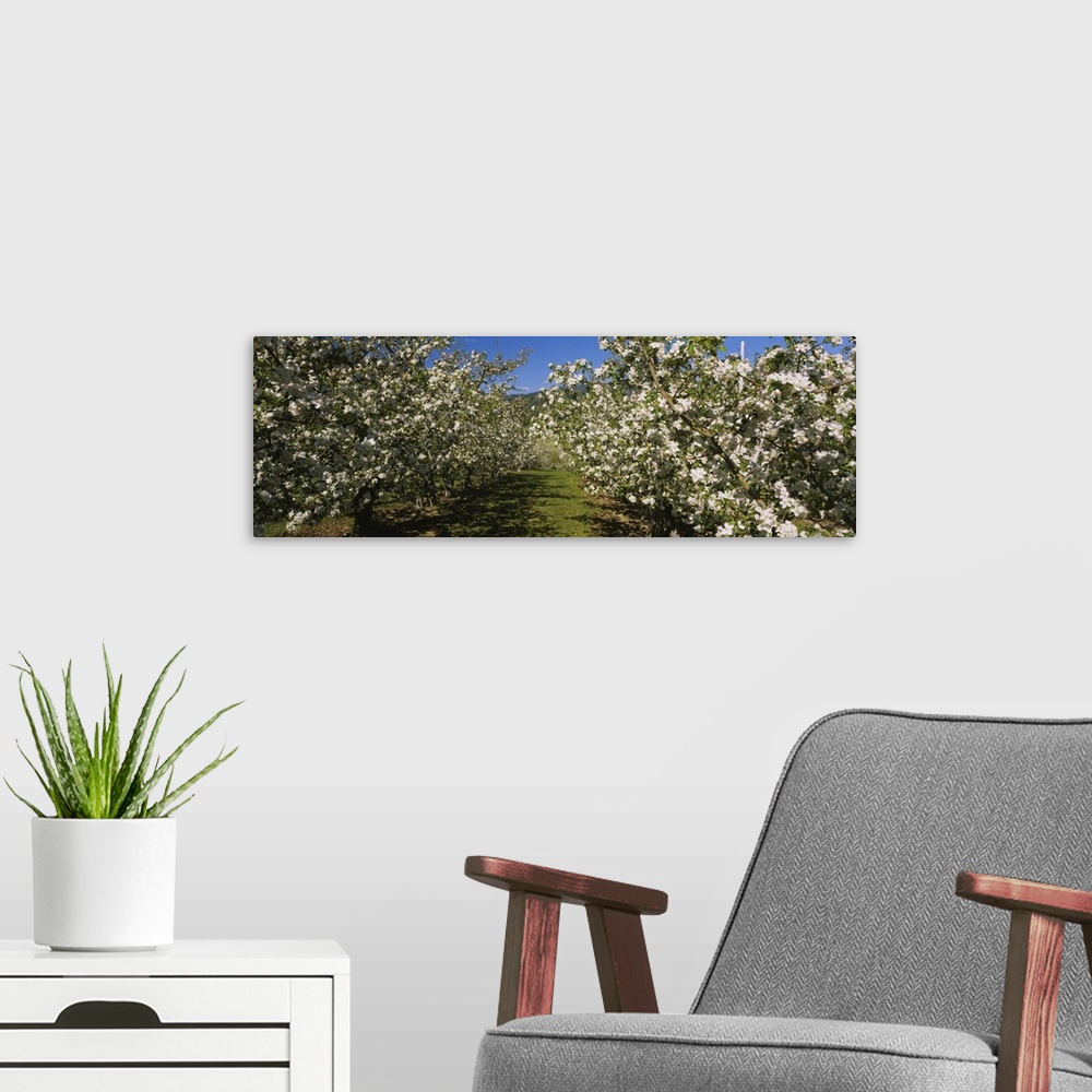 A modern room featuring Apple orchard in bloom, Peshastin, Chelan County, Washington State