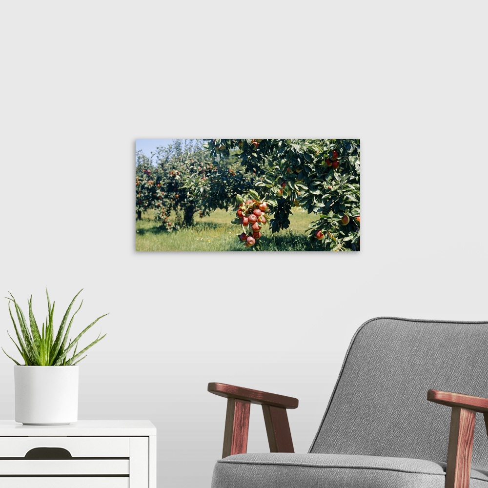 A modern room featuring Apple Trees