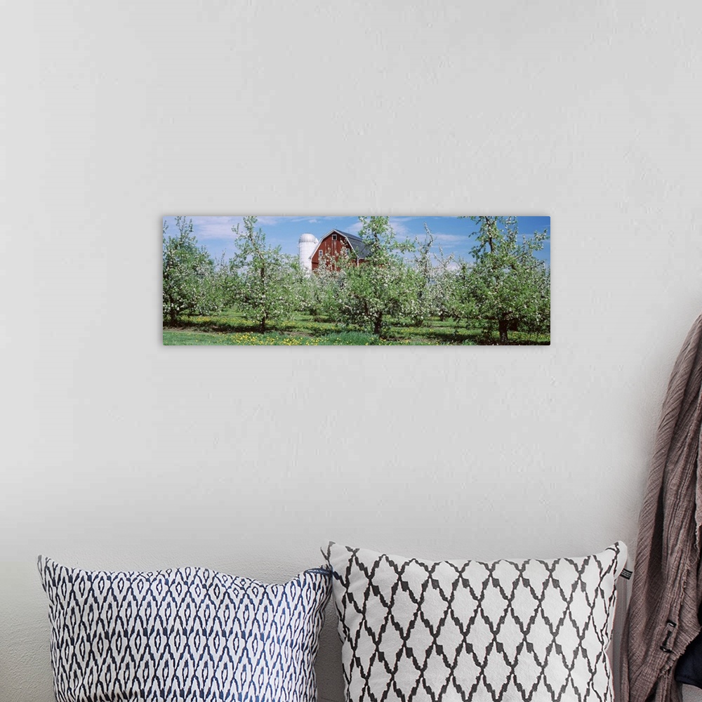 A bohemian room featuring Apple trees in an orchard, Kent County, Michigan