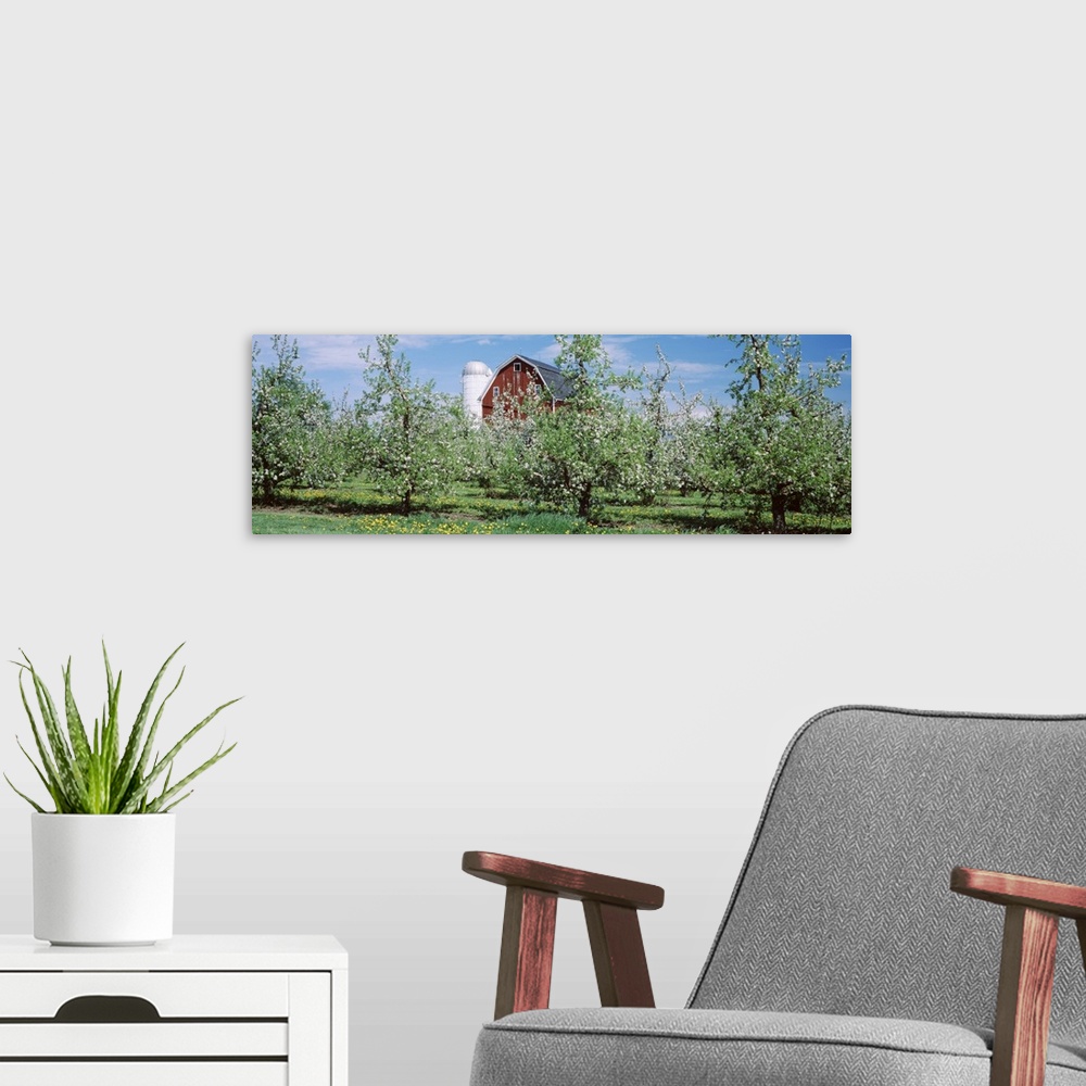 A modern room featuring Apple trees in an orchard, Kent County, Michigan