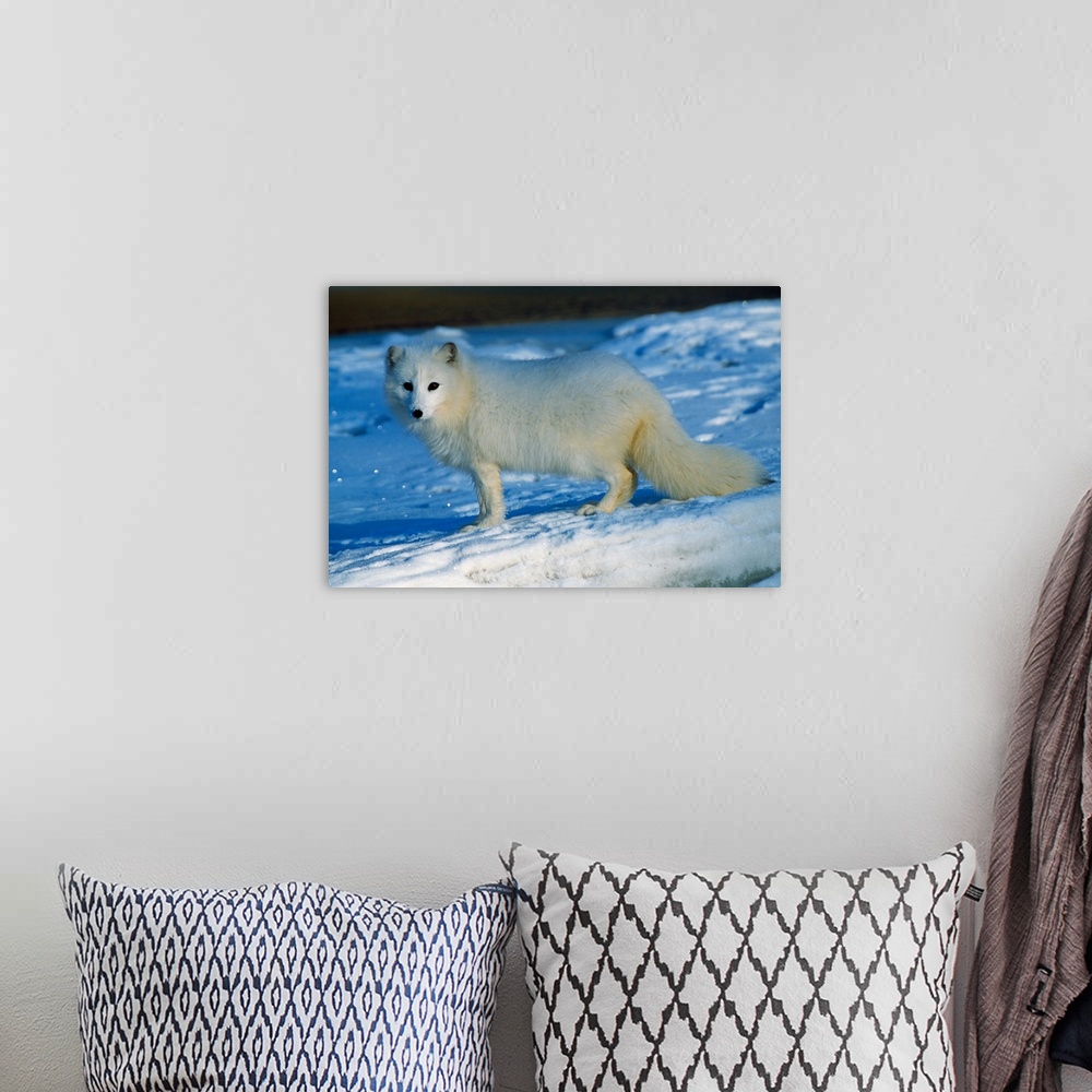 A bohemian room featuring Arctic fox standing in snow.
