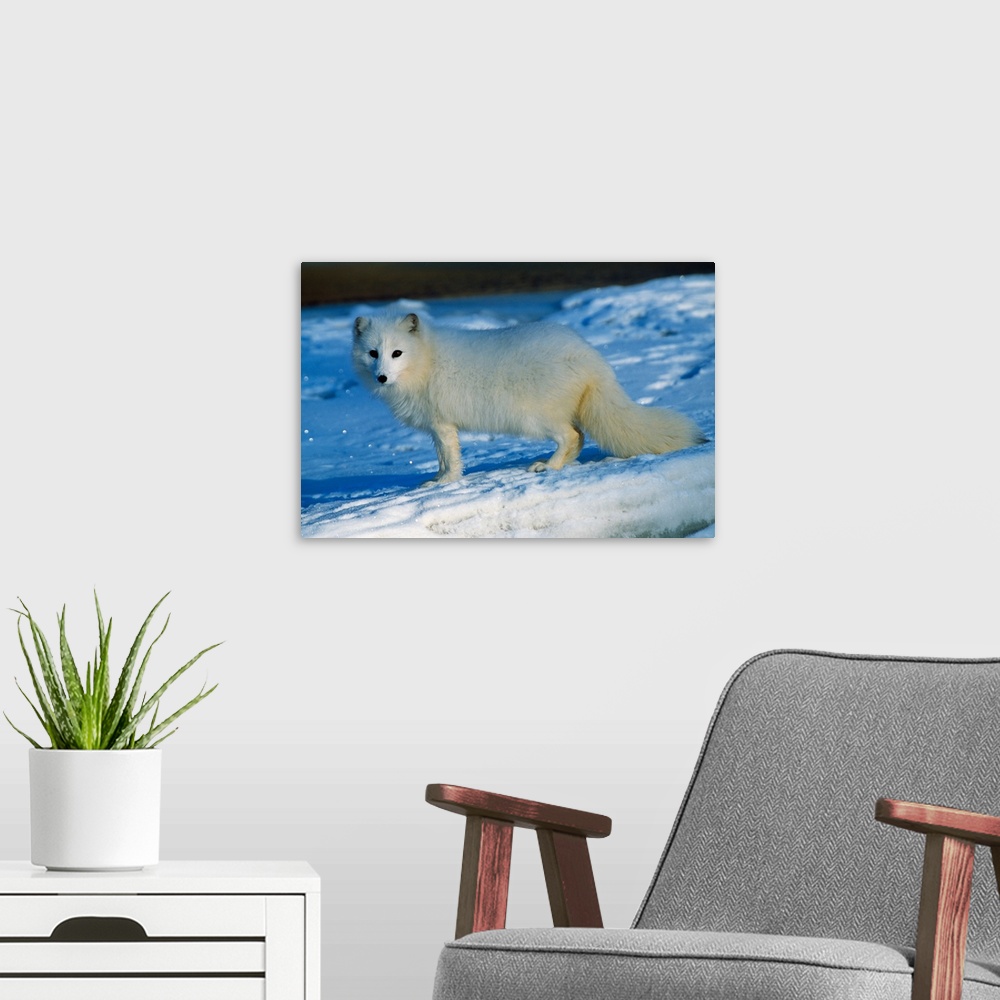 A modern room featuring Arctic fox standing in snow.