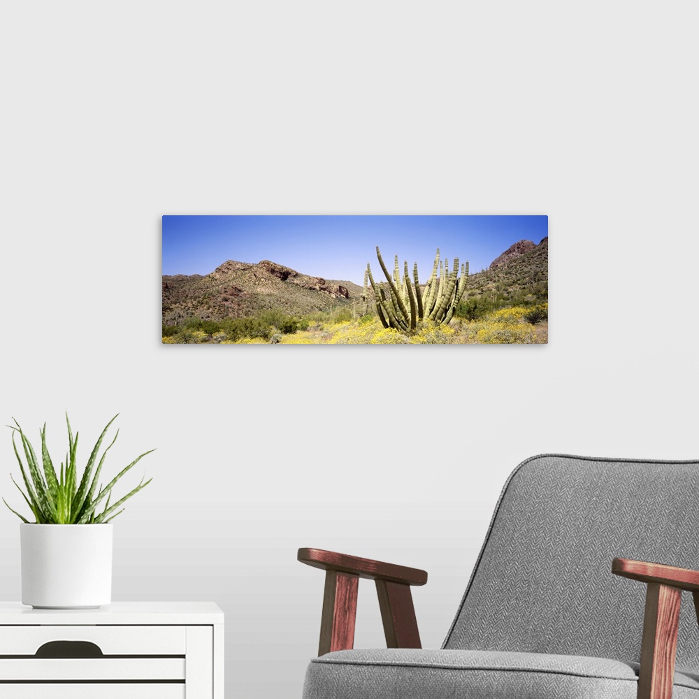 A modern room featuring Arizona, organ pipe cactus