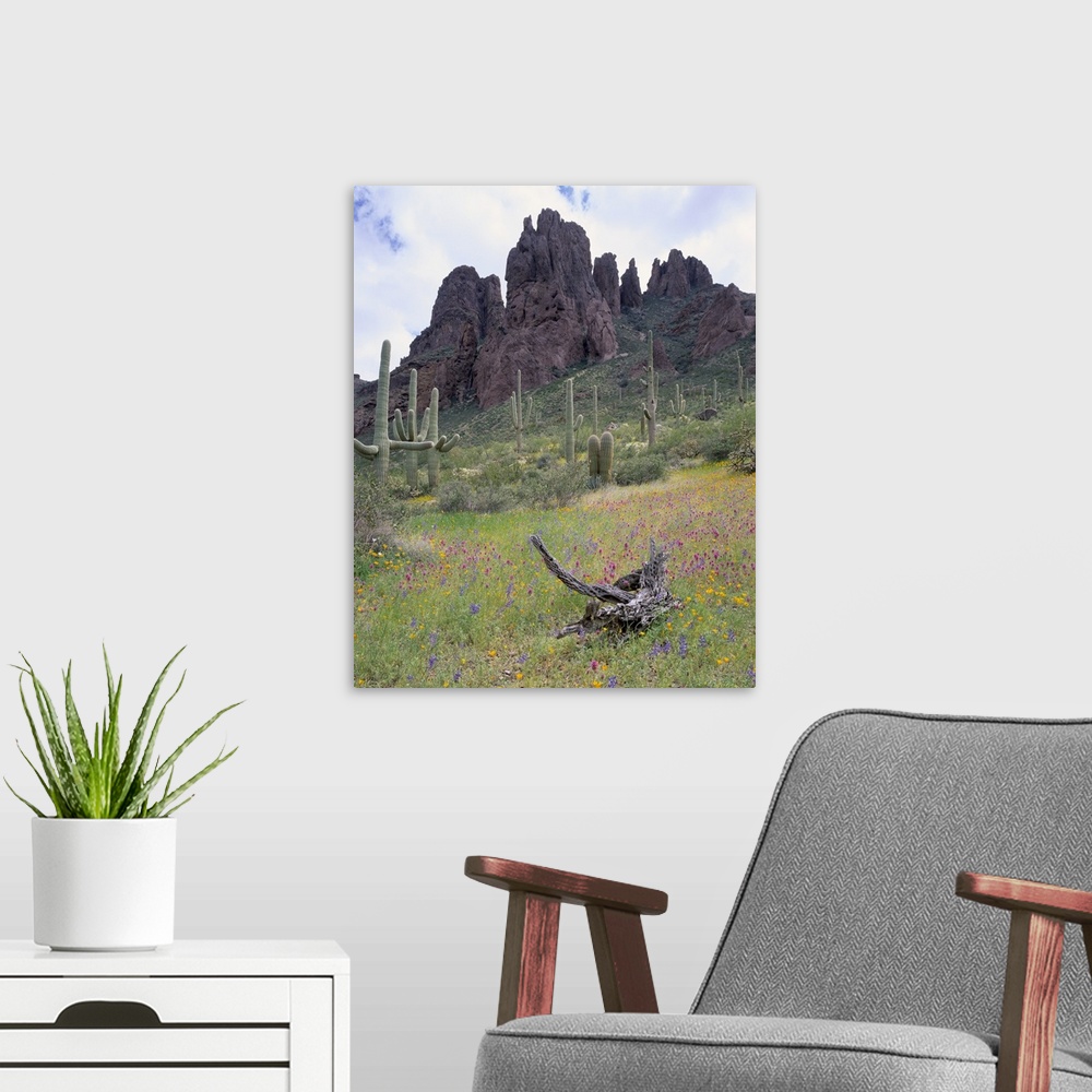 A modern room featuring Arizona, Organ Pipe Cactus National Monument, Cactus and wildflowers in a landscape