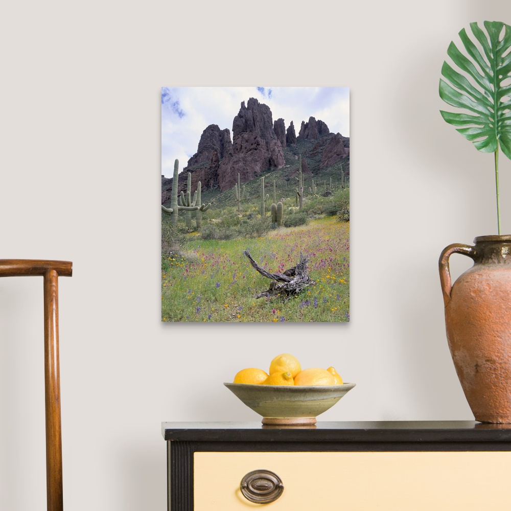 A traditional room featuring Arizona, Organ Pipe Cactus National Monument, Cactus and wildflowers in a landscape