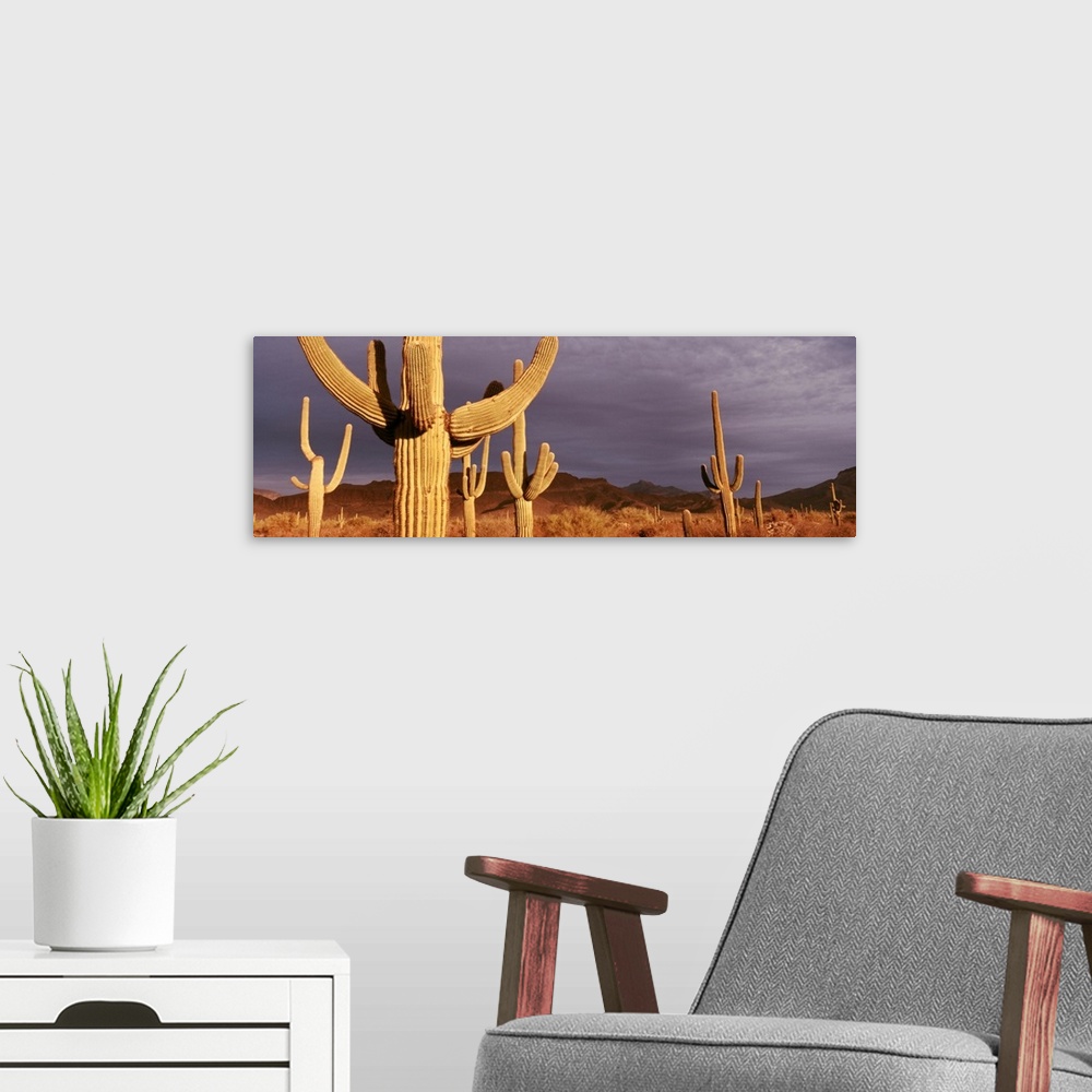 A modern room featuring Several desert cacti in a dry brush field at dusk at Organ Pipe National Monument in Arizona.