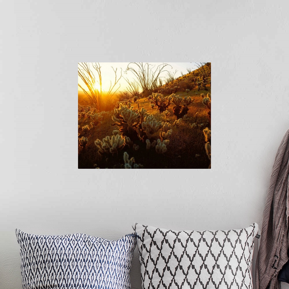 A bohemian room featuring Giant photograph focuses on a field of cactus plants sitting on a hill within the dry wilderness ...