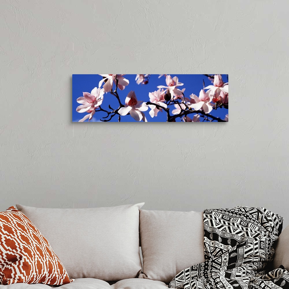 A bohemian room featuring Panoramic photograph taken of a branch of magnolia blossoms against a clear blue sky.