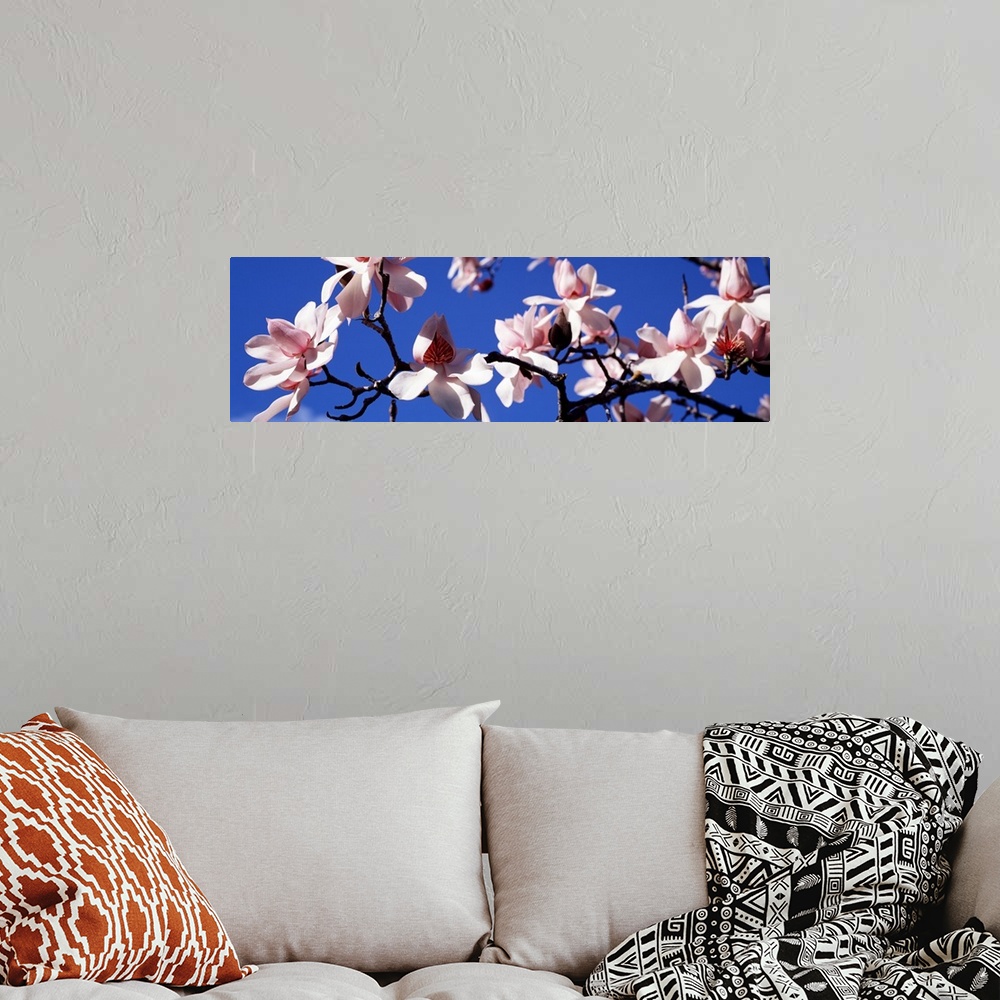 A bohemian room featuring Panoramic photograph taken of a branch of magnolia blossoms against a clear blue sky.