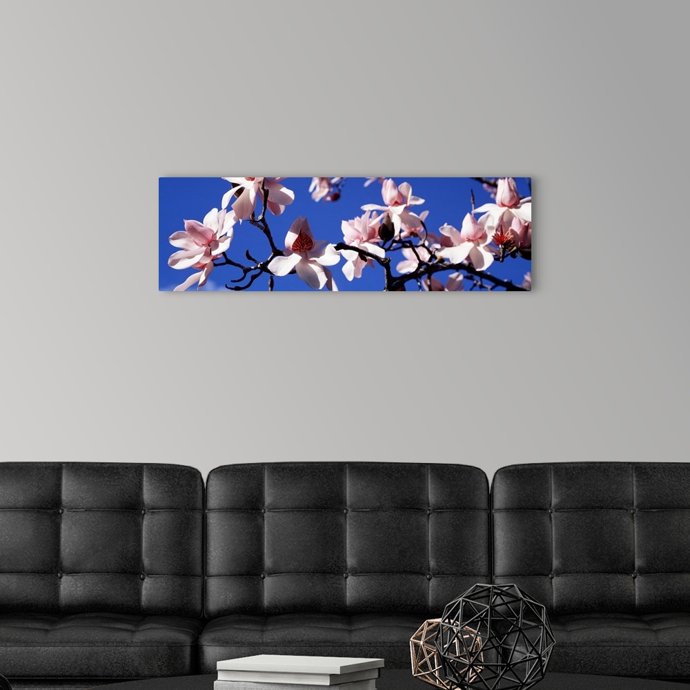 A modern room featuring Panoramic photograph taken of a branch of magnolia blossoms against a clear blue sky.
