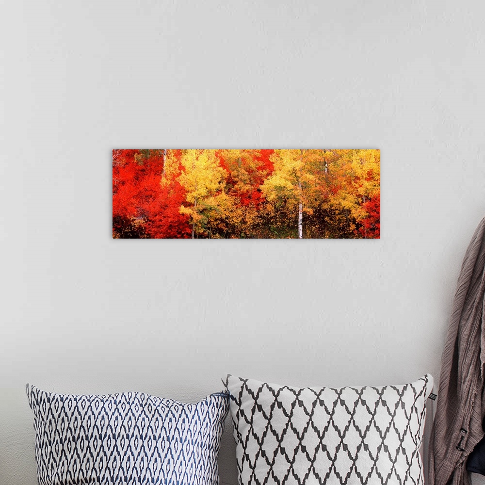 A bohemian room featuring A landscape panoramic photograph of autumn foliage in the American West.