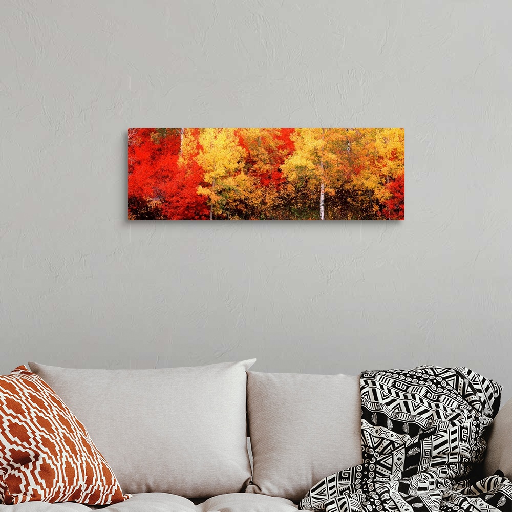 A bohemian room featuring A landscape panoramic photograph of autumn foliage in the American West.