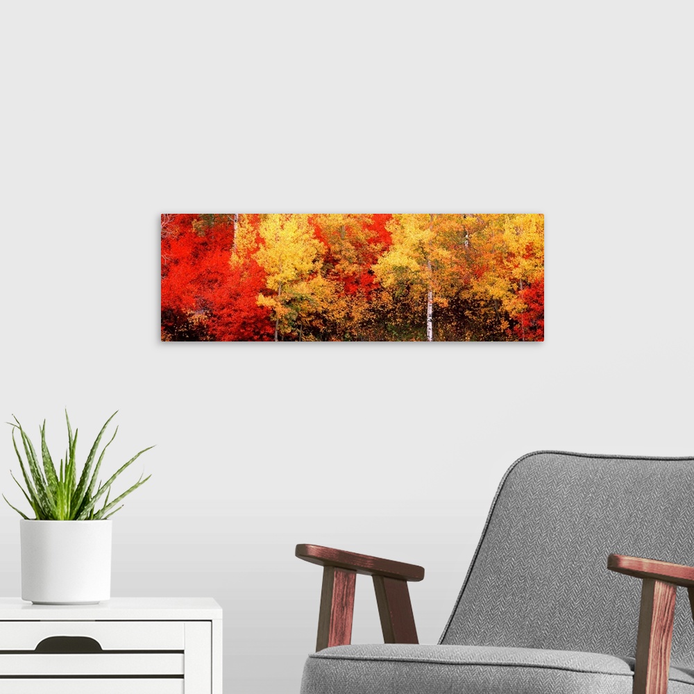 A modern room featuring A landscape panoramic photograph of autumn foliage in the American West.