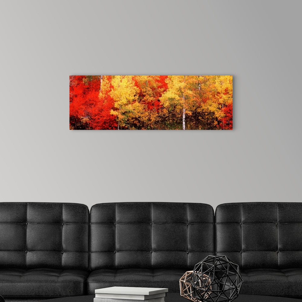 A modern room featuring A landscape panoramic photograph of autumn foliage in the American West.