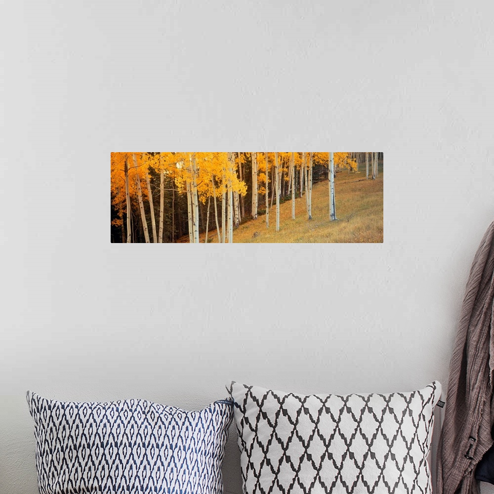 A bohemian room featuring Panoramic photograph shows a forest of scattered trees sitting on the side of a hill.