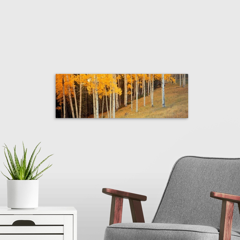 A modern room featuring Panoramic photograph shows a forest of scattered trees sitting on the side of a hill.