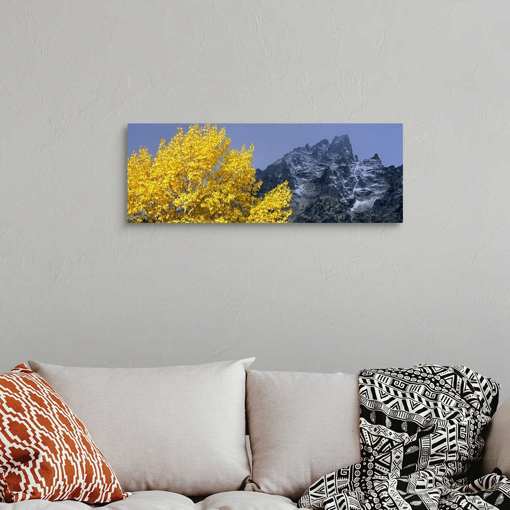 A bohemian room featuring Aspen tree with mountains in background, Mt Teewinot, Grand Teton National Park, Wyoming