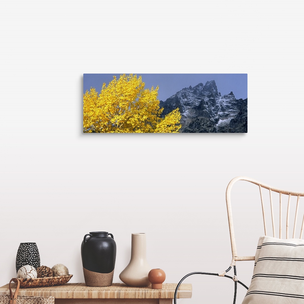 A farmhouse room featuring Aspen tree with mountains in background, Mt Teewinot, Grand Teton National Park, Wyoming