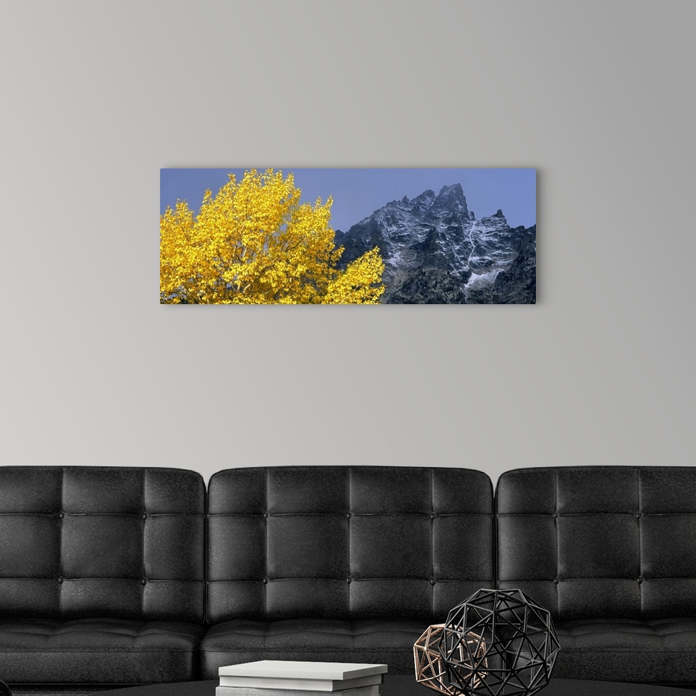 A modern room featuring Aspen tree with mountains in background, Mt Teewinot, Grand Teton National Park, Wyoming