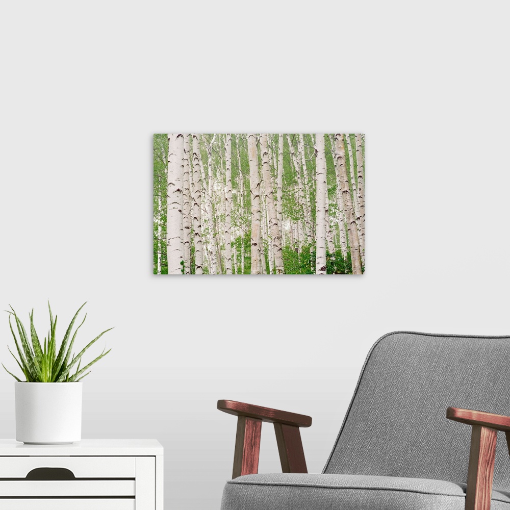 A modern room featuring Aspen Trees