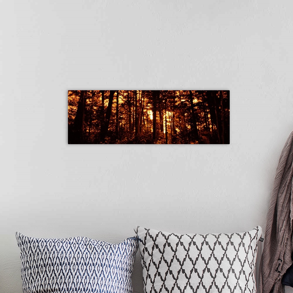 A bohemian room featuring Panoramic photograph on a giant canvas, of a dense forest of silhouetted aspen trees in front of ...