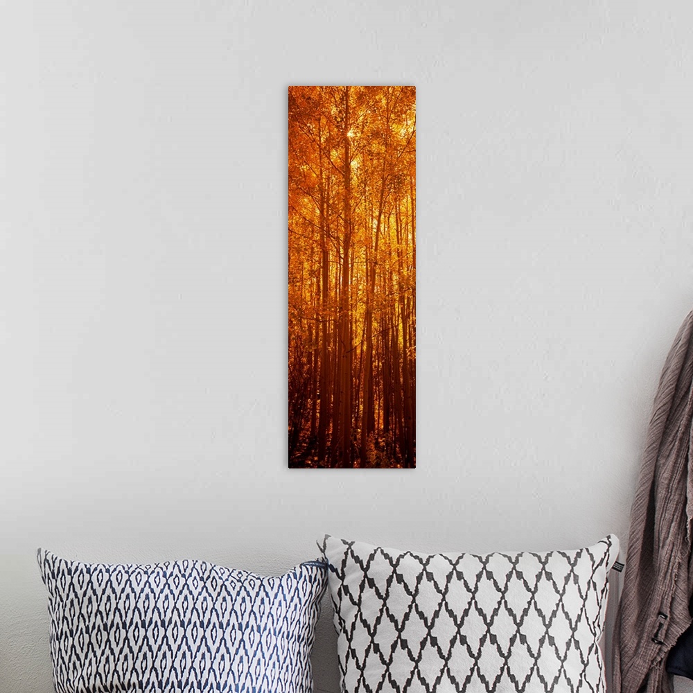 A bohemian room featuring Giant, vertical photograph of tall aspen trees in the fall, a golden sunrise behind them, in Colo...