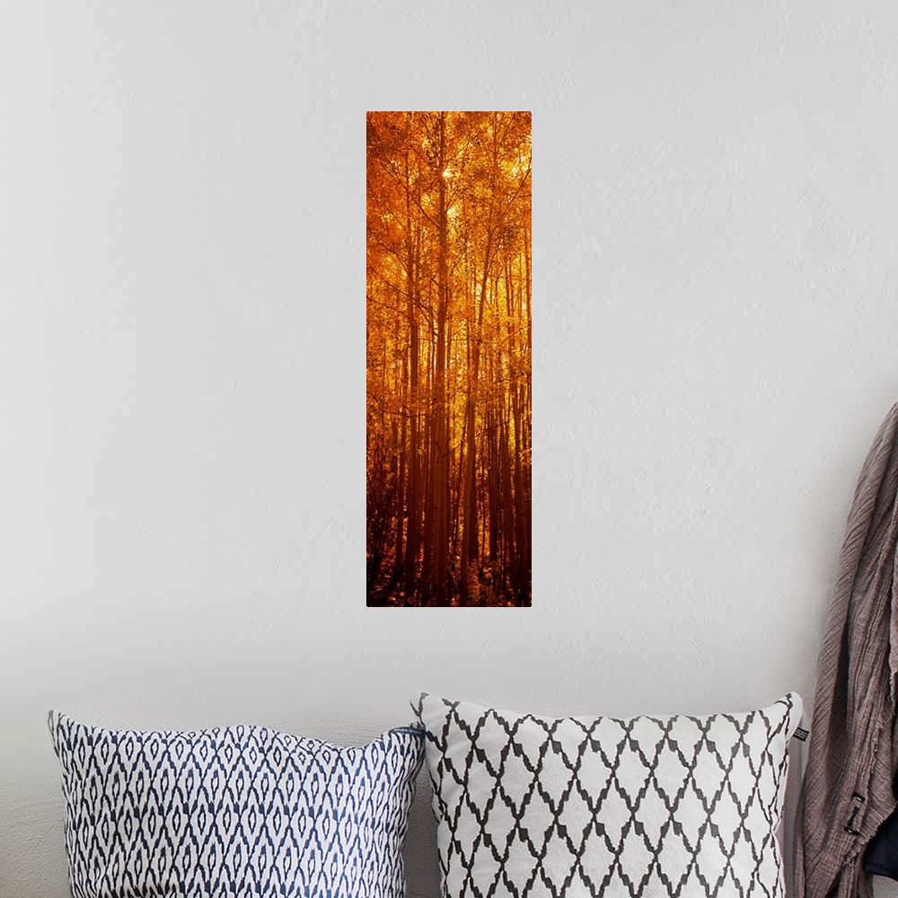 A bohemian room featuring Giant, vertical photograph of tall aspen trees in the fall, a golden sunrise behind them, in Colo...